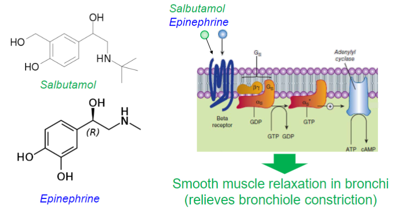 <ul><li><p>selective β2 adrenergic receptor agonist (competes w/ epinephrine)</p></li><li><p>for relief of bronchospasm in asthma and COPD</p></li><li><p>causes <strong><u>smooth muscle relaxation in bronchi</u></strong></p></li></ul>