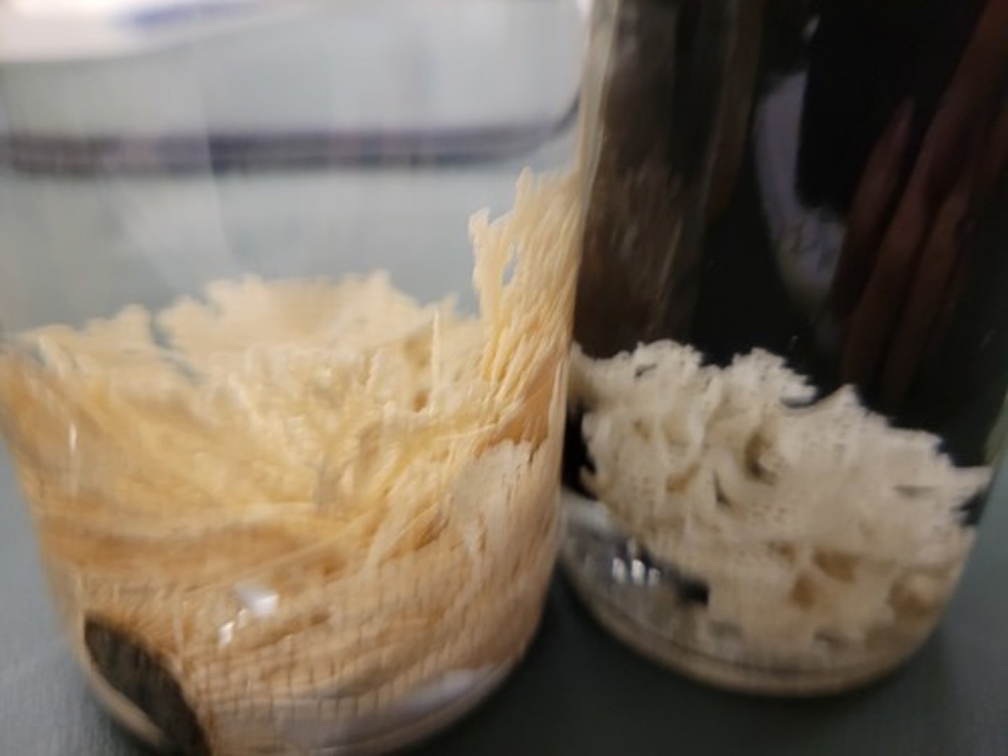 <p>Identify taxonomy</p>