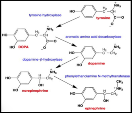 <ul><li><p>4 examples:</p><ul><li><p>1. thyroid hormones (T3 and T4) → produced in thyroid gland</p></li><li><p>catecholamines → produced in adrenal medulla</p><ul><li><p>2. epinephrine (aka adrenaline)</p></li><li><p>3. norepinephrine (aka noradrenaline)</p></li><li><p>4. dopamine → produced in hypothalamus</p></li></ul></li></ul></li><li><p>they are produced by thyroid gland, adrenal medulla, and hypothalamus</p></li><li><p>they are all derived from tyrosine, which is an amino acid</p><ul><li><p>which hormone that tyrosine gets converted to in that secretory cell, depends on the enzymes present within that cell&nbsp;</p></li></ul></li></ul><p></p>
