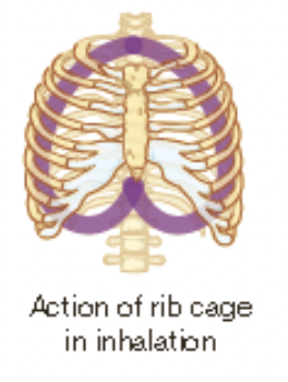 * for air to flow into the lungs, the size of the lungs needs to increase
* this occurs when the diaphragm and intercostal muscles contract
* this pulls up the ribs upward and sternum forward and consequently the walls of the lungs are pulled outward
* this creates a pressure difference and air enters the lungs