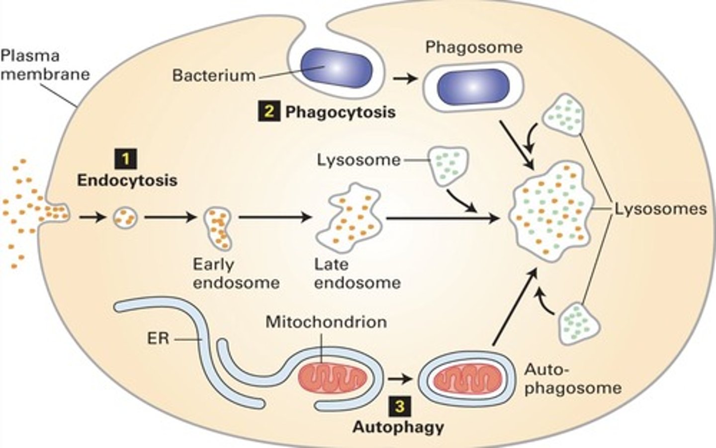 <p>Self-digestion of cellular components by lysosomes.</p>