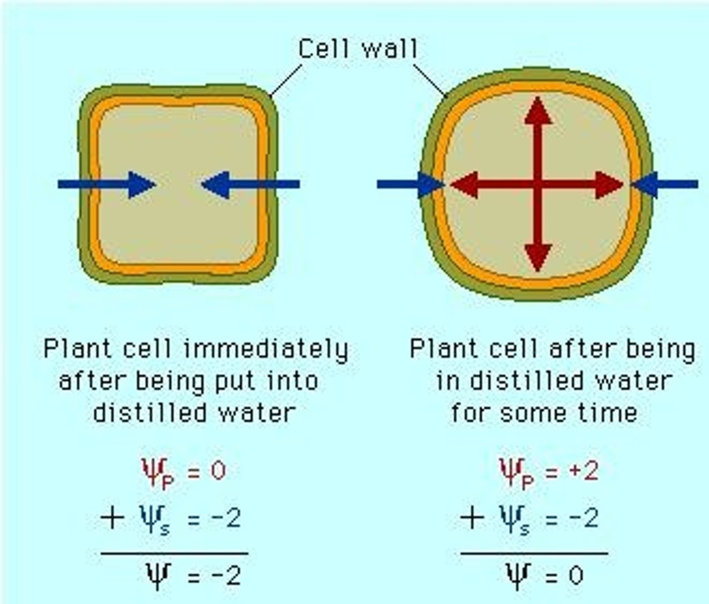 <p>They experience an influx of water, leading to increased pressure without significant volume change due to the cell wall.</p>