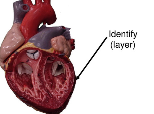visceral layer of the serous pericardium
- contains blood vessels, lymphatics, and nerves that supply the myocardium