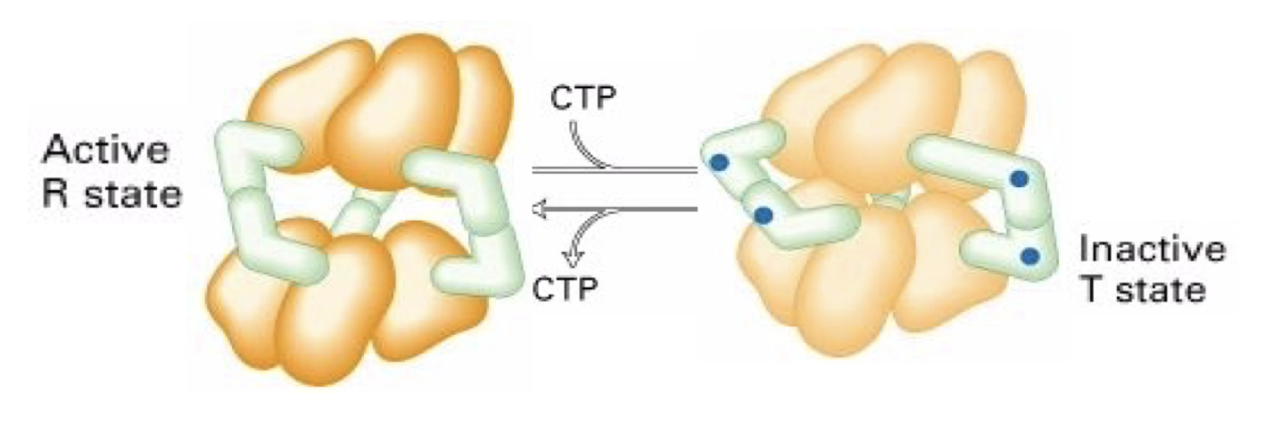 <ul><li><p class="">ATCase structure: 6 catalytic (yellow) + 6 regulatory (green) subunits</p></li><li><p class=""><strong>CTP = allosteric inhibitor</strong></p><ul><li><p class="">Binds to regulatory subunits → conformational change</p></li><li><p class="">Enzyme twists into <strong>inactive/tense (T)</strong> state → hides substrate binding sites</p></li></ul></li><li><p class=""><strong>Low CTP:</strong> enzyme shifts to <strong>active/relaxed (R)</strong> state</p></li><li><p class=""><strong>CTP concentration</strong> controls ATCase activity</p></li></ul><p></p>