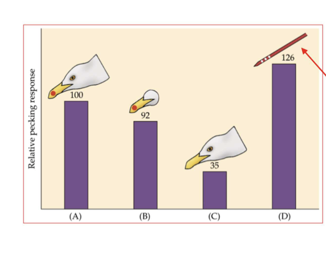 <p>What does this image say about the baby red gull experiment and about these vocab words: fixed action pattern, innate releasing, sign stimulus, supernormal stimulus</p>