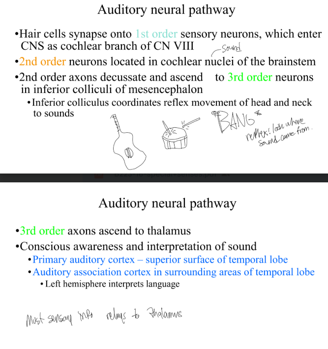 <p>describe the auditory neural pathway. how do the second order nerves differ from the balance sense? </p>