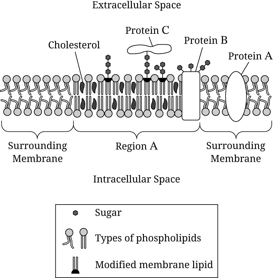 <p>Researchers have identified regions, including region A in Figure 1, of the cell membrane that have a different density and composition than the surrounding membrane.</p><p>Which of the following best describes the chemical composition of the different types of macromolecules that make up the membrane represented in Figure 1?</p>