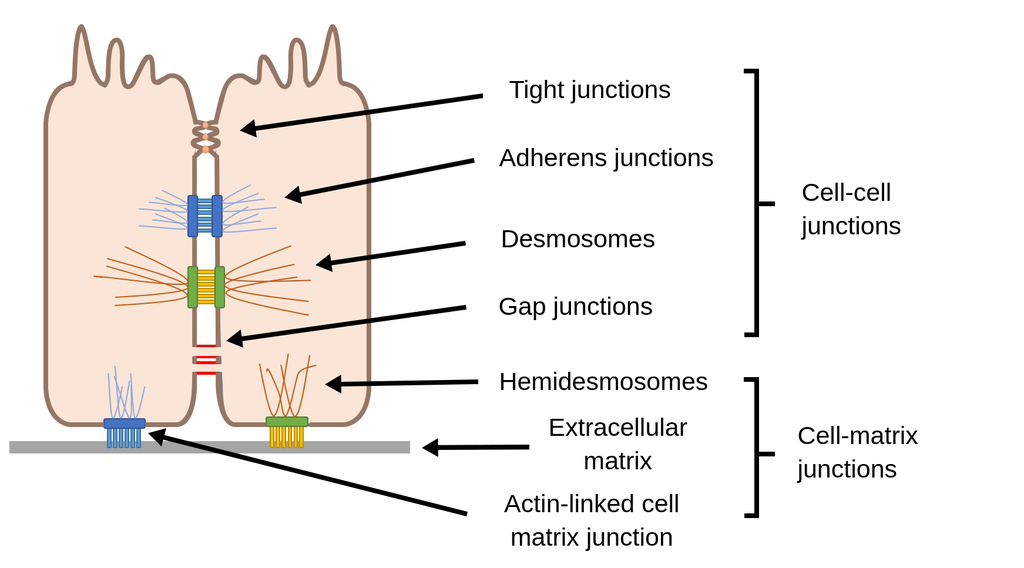 <ul><li><p><strong>Location:</strong> Between adjacent cells in tissues.</p></li><li><p><strong>Function:</strong> Connect cells together and regulate communication, transport, and adhesion.</p></li><li><p><strong>Process:</strong></p><ul><li><p><strong>Formation of tissue barriers</strong></p></li><li><p><strong>Signal propagation in coordinated cells (e.g., muscle tissues)</strong></p></li></ul></li></ul><p></p>