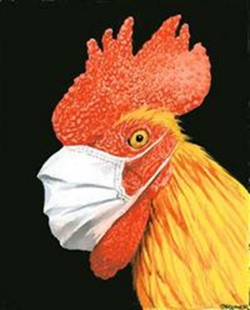 <p>Contact with infected poultry or surfaces with excretions from infected birds</p>