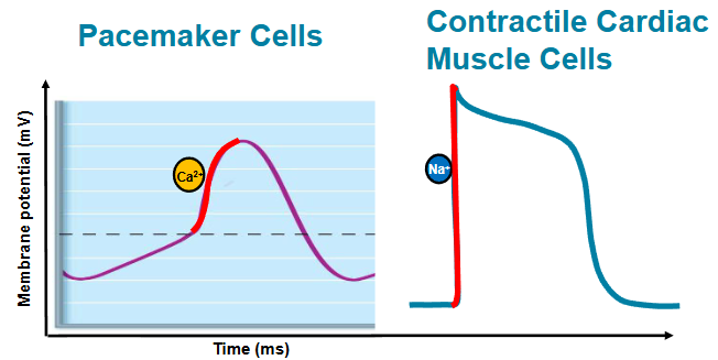 <p>the influx of Ca2+ that produces rising phase of action potential</p><ul><li><p>pacemaker cells → slow, Ca2+</p></li><li><p>contractile cell → fast, Na+</p></li></ul><p></p>