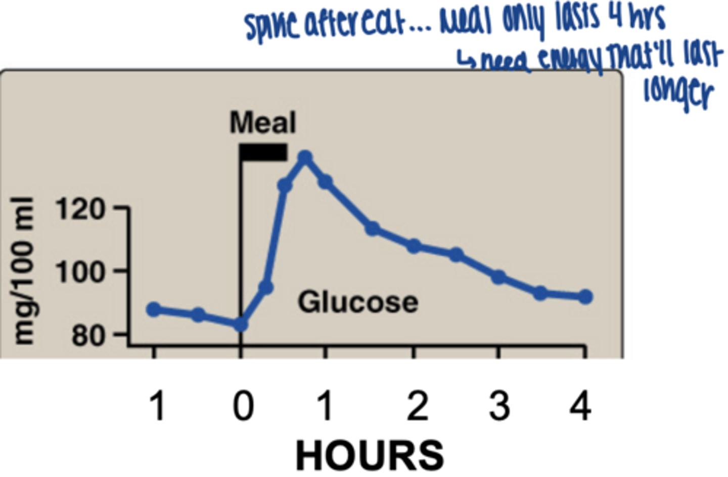 <p>Longer term fuels needed:</p><p>• Glycogen (Carbohydrates = 4 kcal/g)</p><p>• Fat = 9 kcal/g)</p><p>• Protein = 4 kcal/g)</p><p>(Not good fuel, but alcohol = 7 kcal/g)</p>