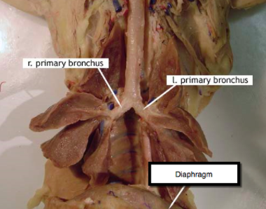 <p>right primary bronchus (cat)</p>