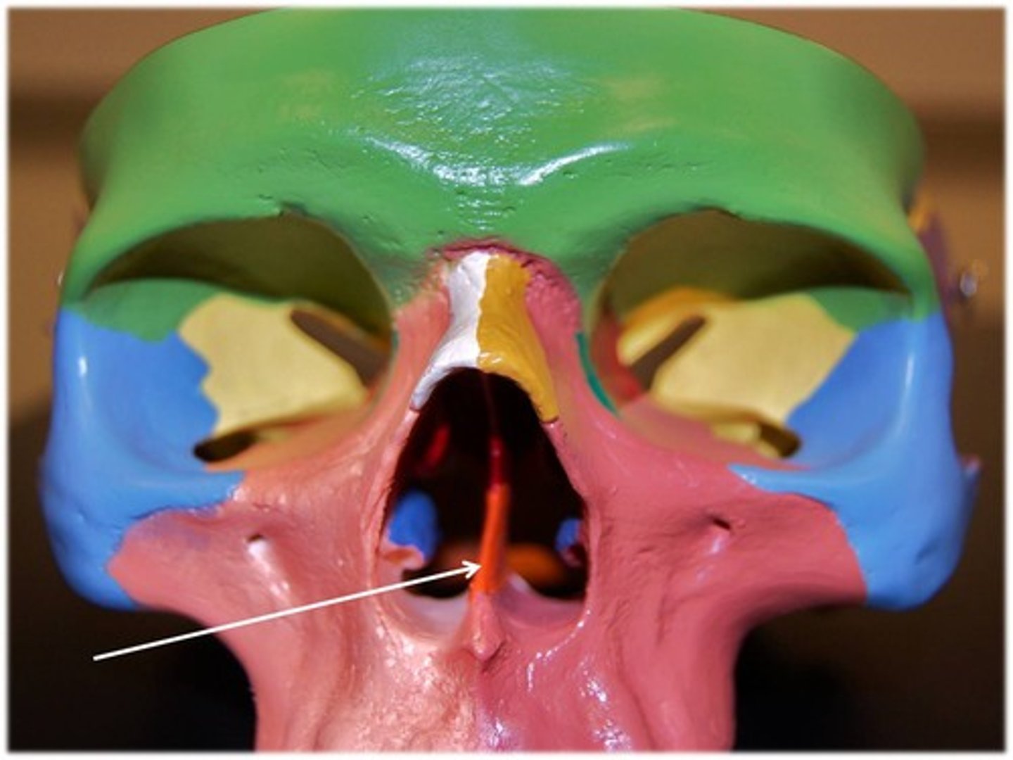 <p>Articulates with the perpendicular plate of the ethmoid, maxillae and palatine bones along the midline</p>
