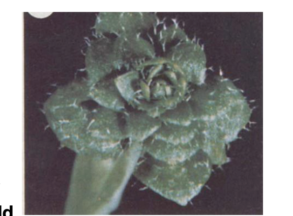 <p>Just a bunch of whorls of leaves</p>