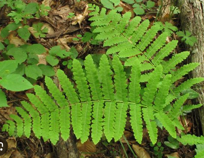 <p><em>Osmunda claytoniana</em></p>