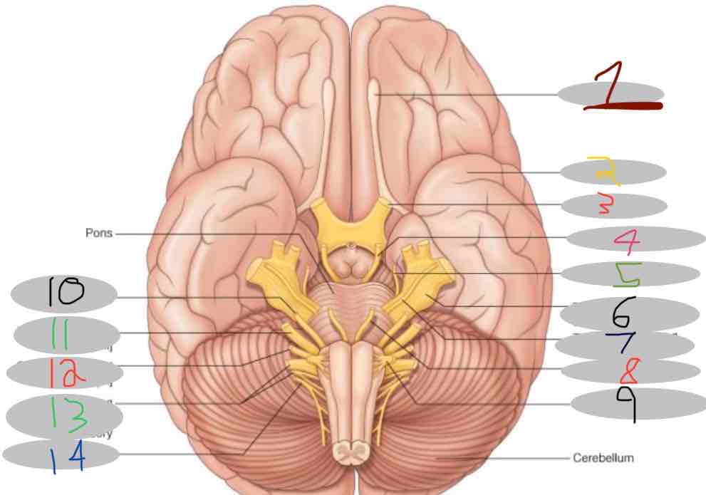 <p>What cranial nerve is indicated by #8</p>