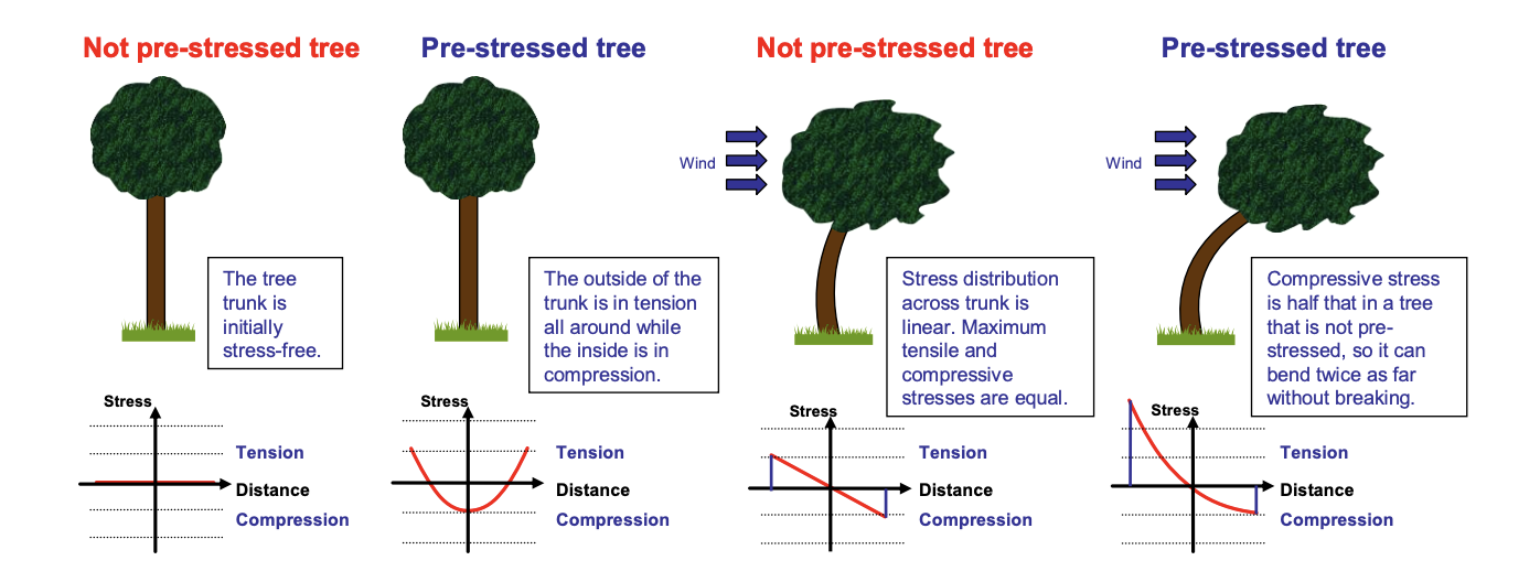 <p>Pre-stressed</p><ol><li><p>fully hydrated wood cells are laid down by cambium on outside of the stem</p></li><li><p>dry out and shorten as they mature</p></li><li><p>as they are attached to wood inside, this sets up ‘pre-tension’ in the outer part of the stem and  ‘precompression’ in the middle</p></li><li><p>This prestress has the advantage that the max compressive stresses are reduced when the stem is bent over by the wind</p></li></ol><p></p>