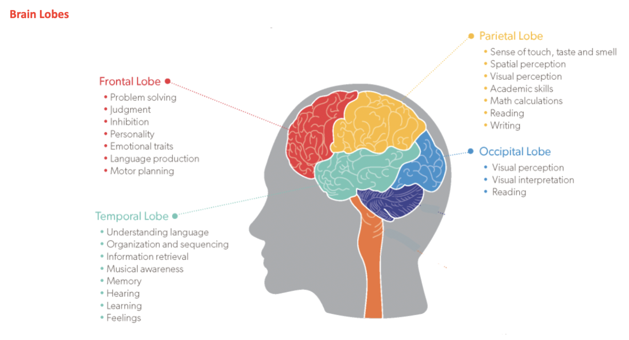 <p>Frontal Lobe </p><p>Parietal lobe </p><p>Temporal lobe </p><p>Occipital lobe </p>