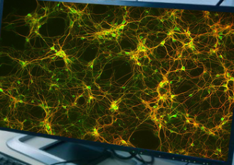 <p>What type of cell is this?</p>