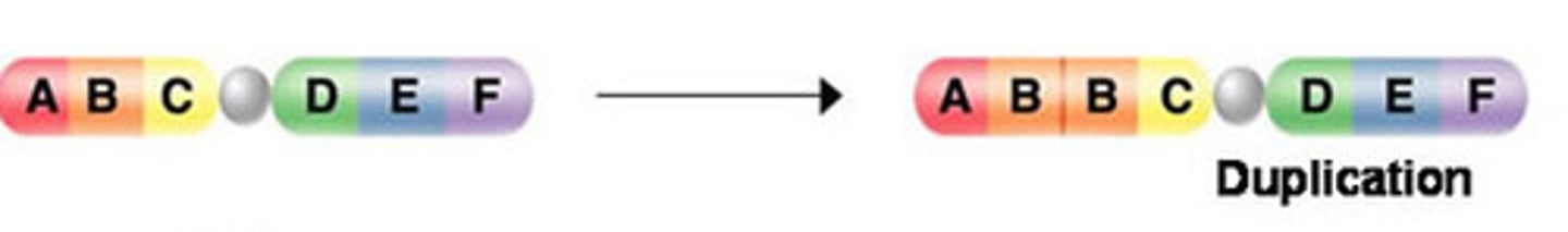 <p>change to a chromosome in which part of the chromosome is repeated</p>
