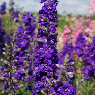 <p>Larkspur</p>