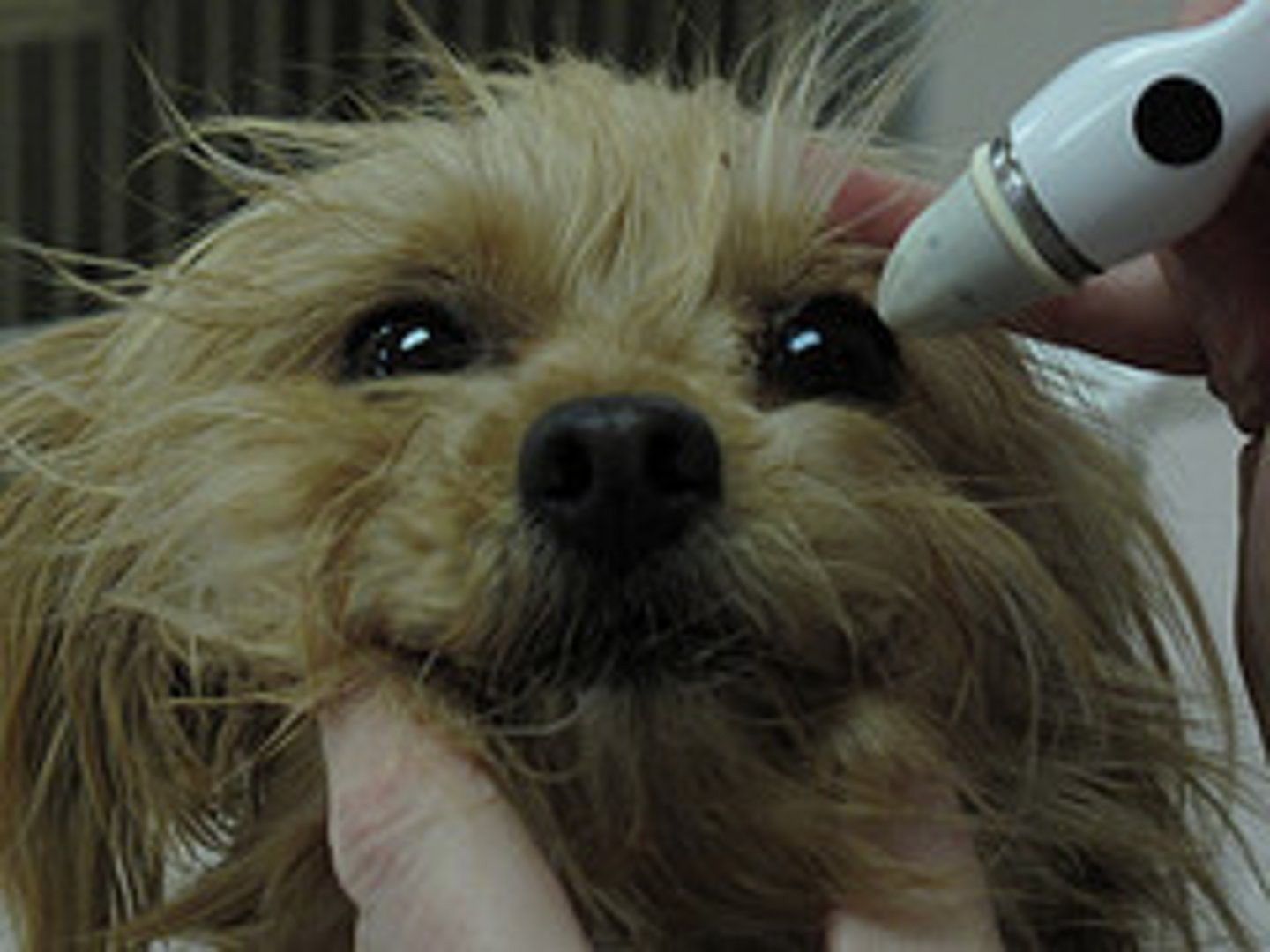 <p>The pet in this photo is being tested for what condition</p>