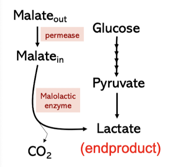 <p>No middle steps where carbon is used</p><ul><li><p>CO2 produce, lactate endproduct</p></li><li><p>Reduces acidity</p></li><li><p>Prevents spoilage</p></li><li><p>No significant benefit from pH</p></li></ul><p></p>