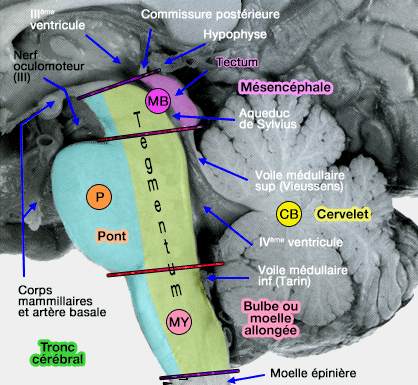 <p>Pont de Varole</p>