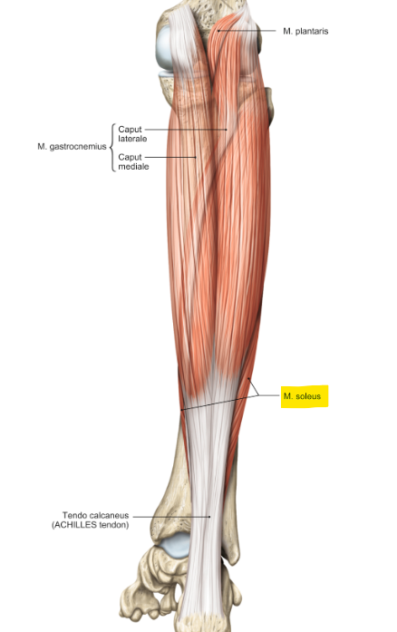 <p>m. soleus (onder de gastrocnemius)</p><p>loopt van de fibula naar de hiel van de hak</p><p>functie = plantairflexie en supinatie van de voet</p>