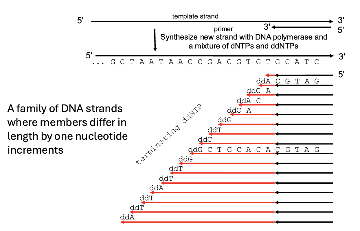 <p>a mixture of dNTPs and ddNTPs causes chains terminated at each nucleotide termination step</p>