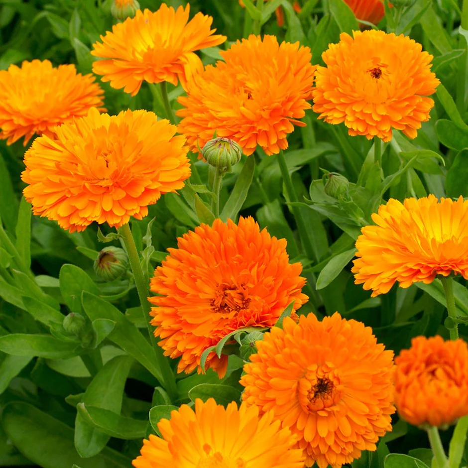 <p>A mounded herb with aromatic leaves and bright orange or yellow daisy-like blooms.</p><ul><li><p>container or ground</p></li><li><p>reseed</p></li></ul><p></p>