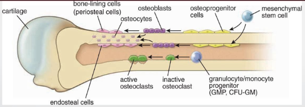 <ul><li><p>from osteoblasts —&gt; mature in bone cell (lacunae)</p></li><li><p>formation + maintenance of bone</p></li><li><p>heterochromatin, RER, golgi</p></li></ul><p></p>