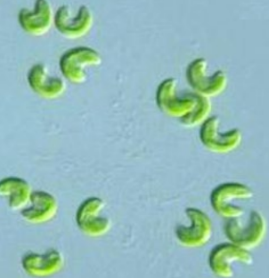 <p>frw plankton</p>