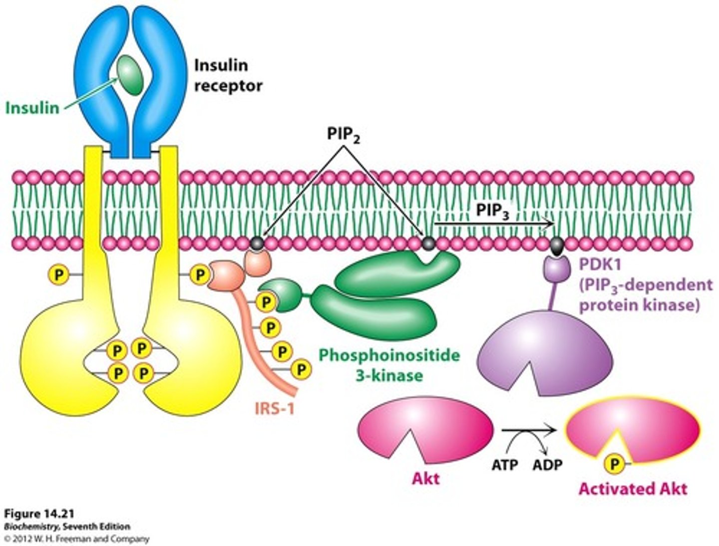 <p>-tyrosine kinase membrane protein receptor</p><p>-receptor is a dimer</p><p>-insulin binding causes cross phosphorylation and activaiton of the receptor</p><p>-activated receptor phosphorylates insulin receptor substrates (IRS) that act as adaptor proteins AMPLIFIED</p><p>-IRS-1 phosphorylates PIP (PIP2 -> PIP3) AMPLIFIED</p><p>-PIP3 activates PDK-1</p><p>-PDK-1 activates Akt protein kinase by phosphorylation AMPLIFIED</p><p>-Activated Akt causes increased glucose transporters on cell surface</p>