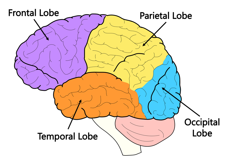 <p>4 regions of the brain </p>