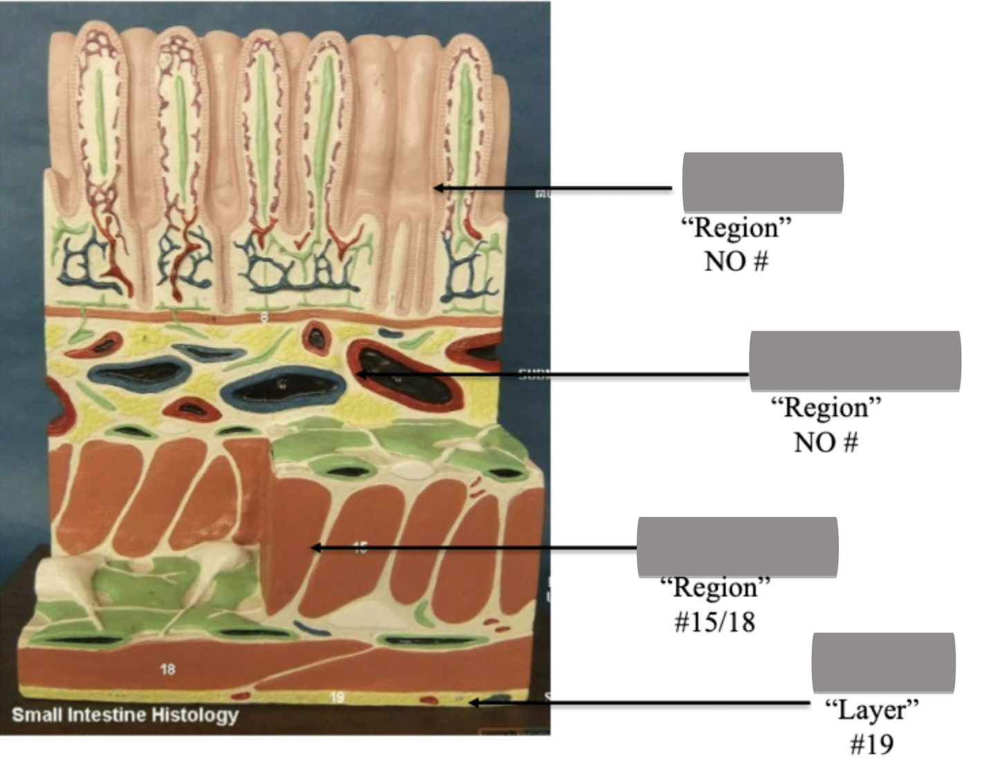 <p>Label regions &amp; bottom layer in order top-bottom</p>