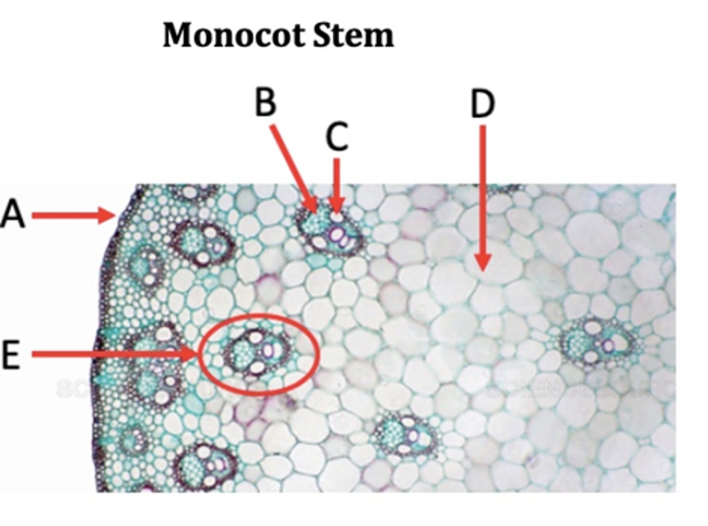 <p>B?</p>