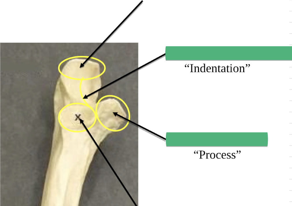 <p>Name this process </p>