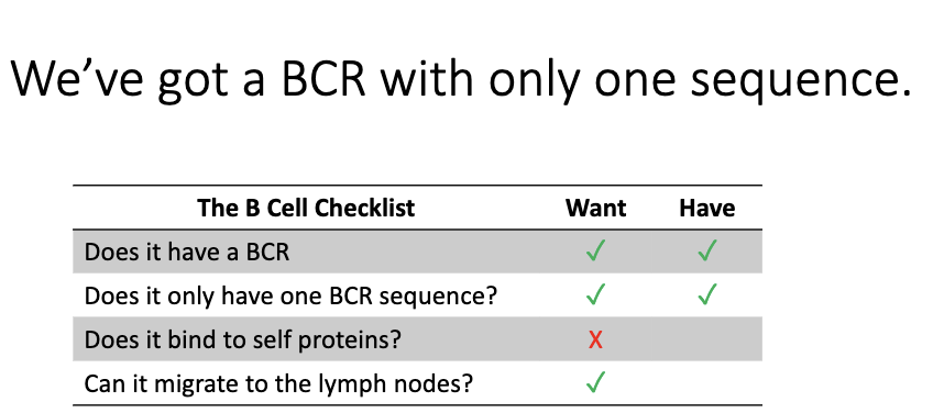 <ul><li><p>At this point, the B cell has:</p><ul><li><p><strong>One BCR sequence</strong></p></li><li><p><strong>One specificity</strong></p></li></ul></li><li><p>But we still don’t know:</p><ul><li><p>Whether the BCR <strong>binds self-antigens</strong> (must be tested).</p></li><li><p>Whether the cell can <strong>navigate to lymph nodes</strong> and function properly.</p></li></ul></li><li><p>These requirements must be checked in later developmental stages.</p></li></ul><p></p>