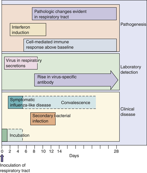 <ul><li><p><strong>Pneumonia</strong> (primary viral or secondary bacterial)</p></li><li><p><strong>Post-influenza encephalitis</strong> (CNS inflammation, possibly autoimmune, rare)</p></li><li><p><strong>Reye’s syndrome</strong> (acute encephalitis in children, especially with aspirin use during infection; high fatality rate)</p></li></ul><p></p>