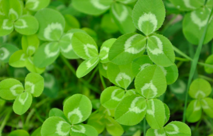 <p>White clover (Fabaceae) </p>