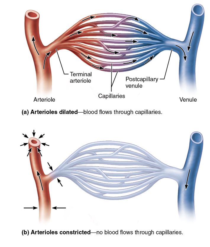 <p>Interwoven network of capillaries between arterioles and venules </p>