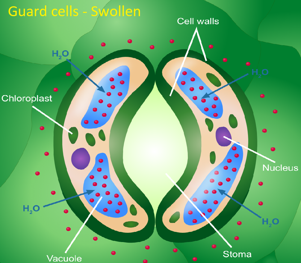 <p>guard cells absorbing water</p>