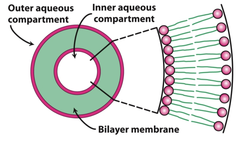 <p>When in water, phospholipids spontaneously form bilayers. The bilayer membrane consists of two layers of phospholipids, with the hydrophobic tails pointing inward toward each other and the hydrophobic heads pointing outward toward either the inner or outer aqueous compartment.</p>