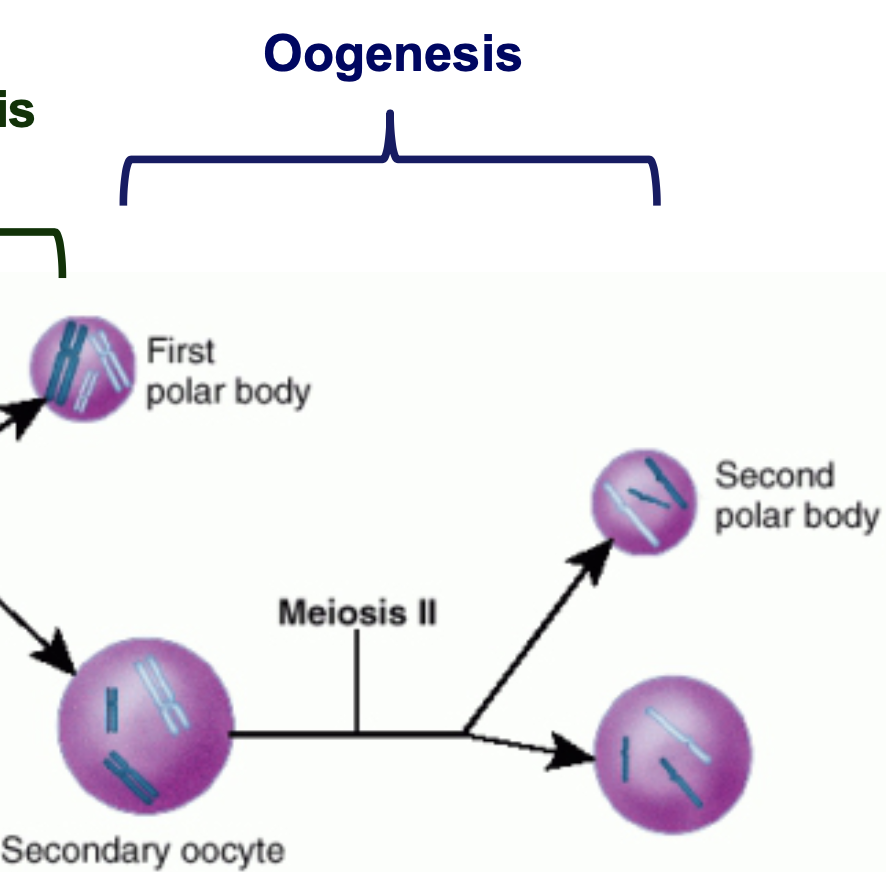 * the haploid secondary oocyte initiates meiosis II and stops at the metaphase II stage until fertilization