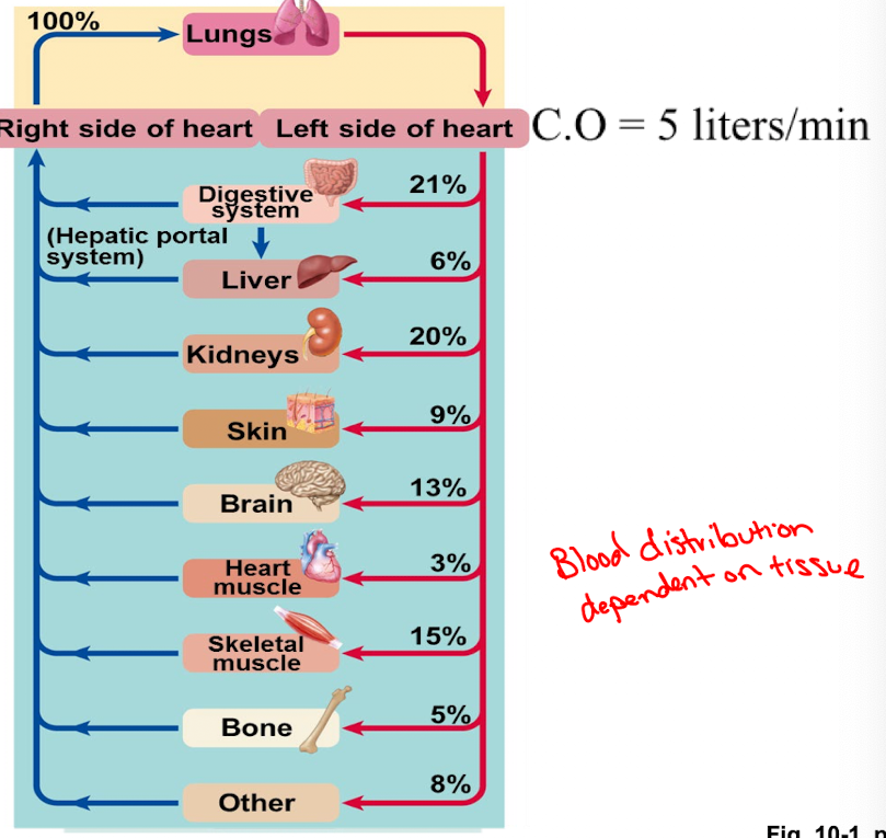 <p>Systemic and pulmonary circulation each consist of a closed system of vessels that transport blood to the tissues in parallel</p>