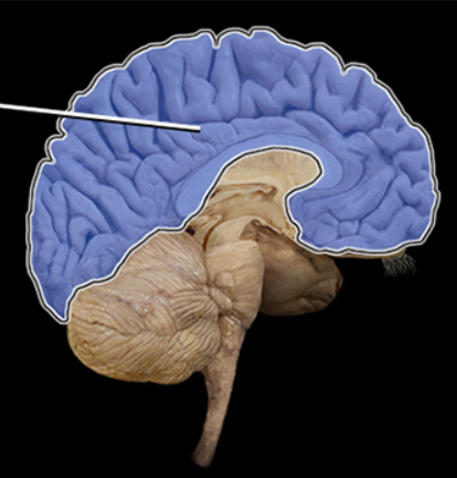 <p><span><span>Cerebrum</span></span></p>