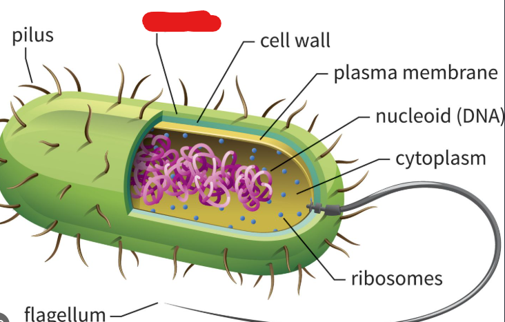 <p>In the context of prokaryotes, the sticky outermost layer made up of polysaccharides that surrounds them. These protect against immune systems (if a virus), help keep the cell from drying out (sugars are generally charged), and help prokaryotes stick to each other and to surfaces.</p>