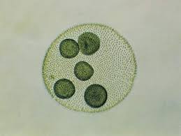<p>Colonial (green algae)</p><p>moves with flagella </p><p>Dark spots inside each colony are daughter colonies</p>
