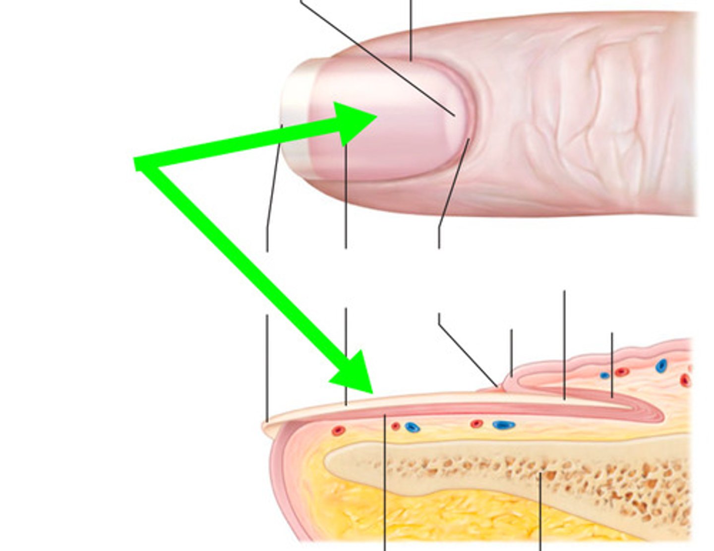 <p>hard part of the nail (hard keratin)</p>